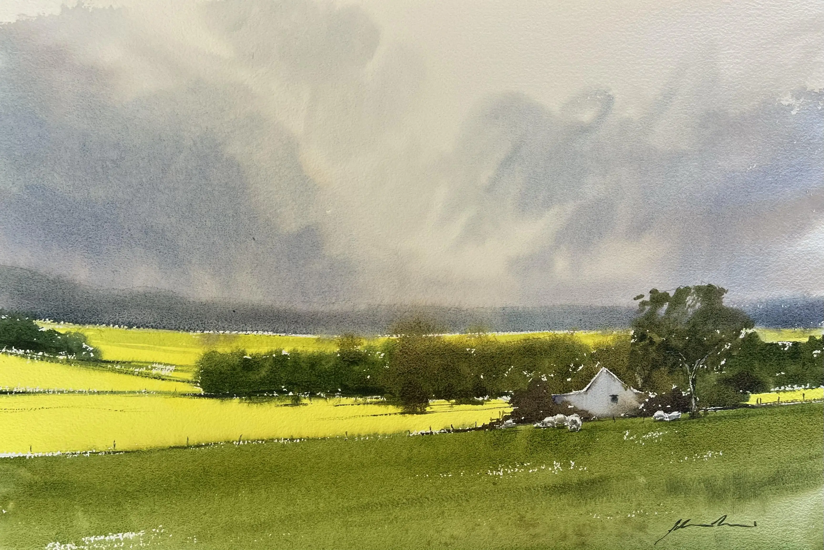 fieldsofcanola