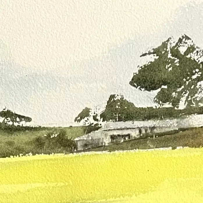 Canola-Yellow-05