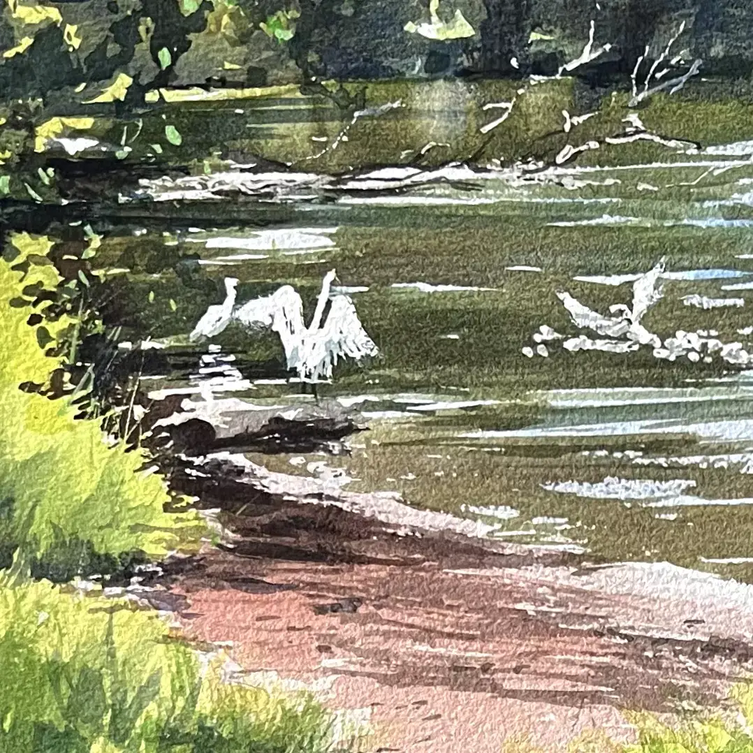 Egrets-at-Bonville-Creek-05