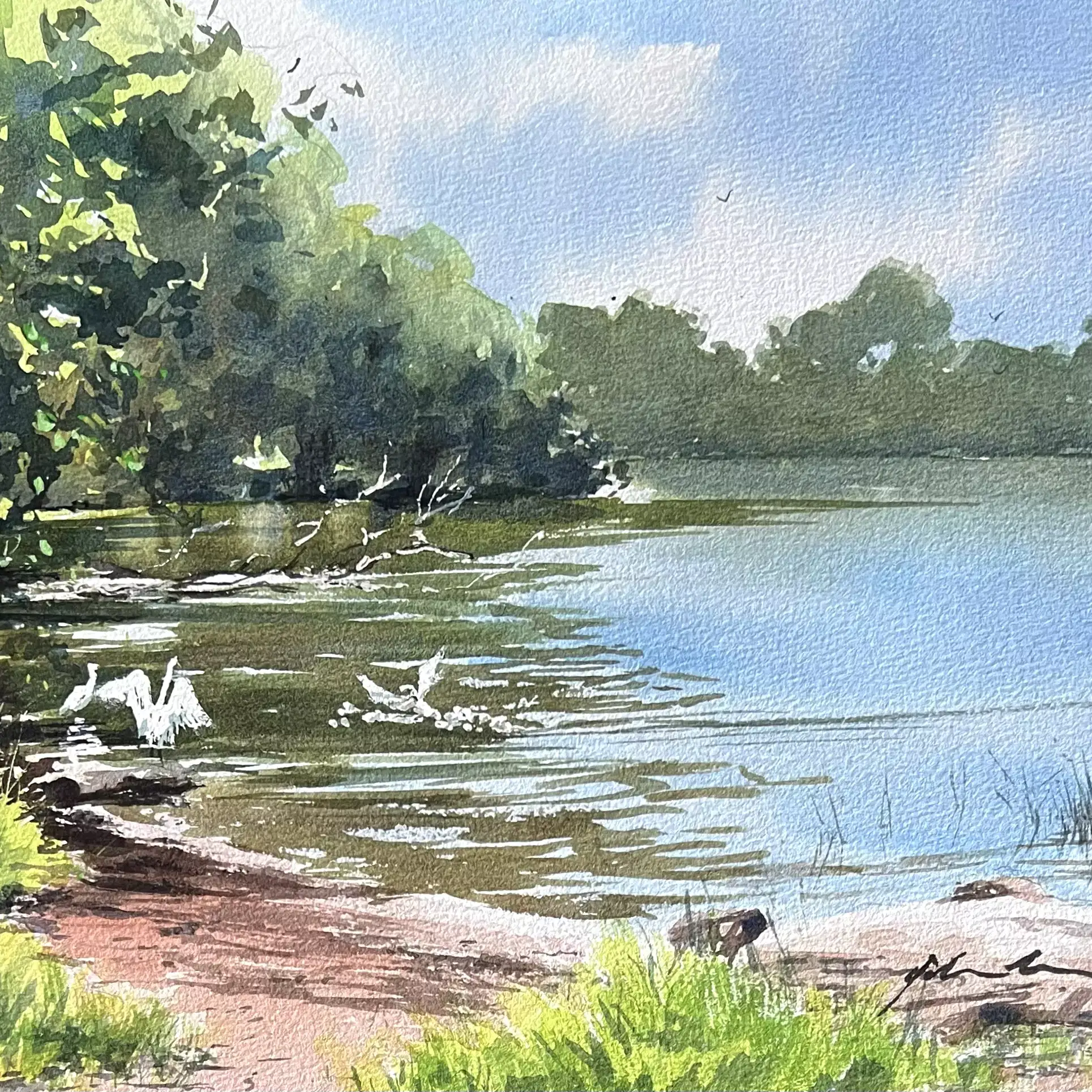 Egrets-at-Bonville-Creek-02