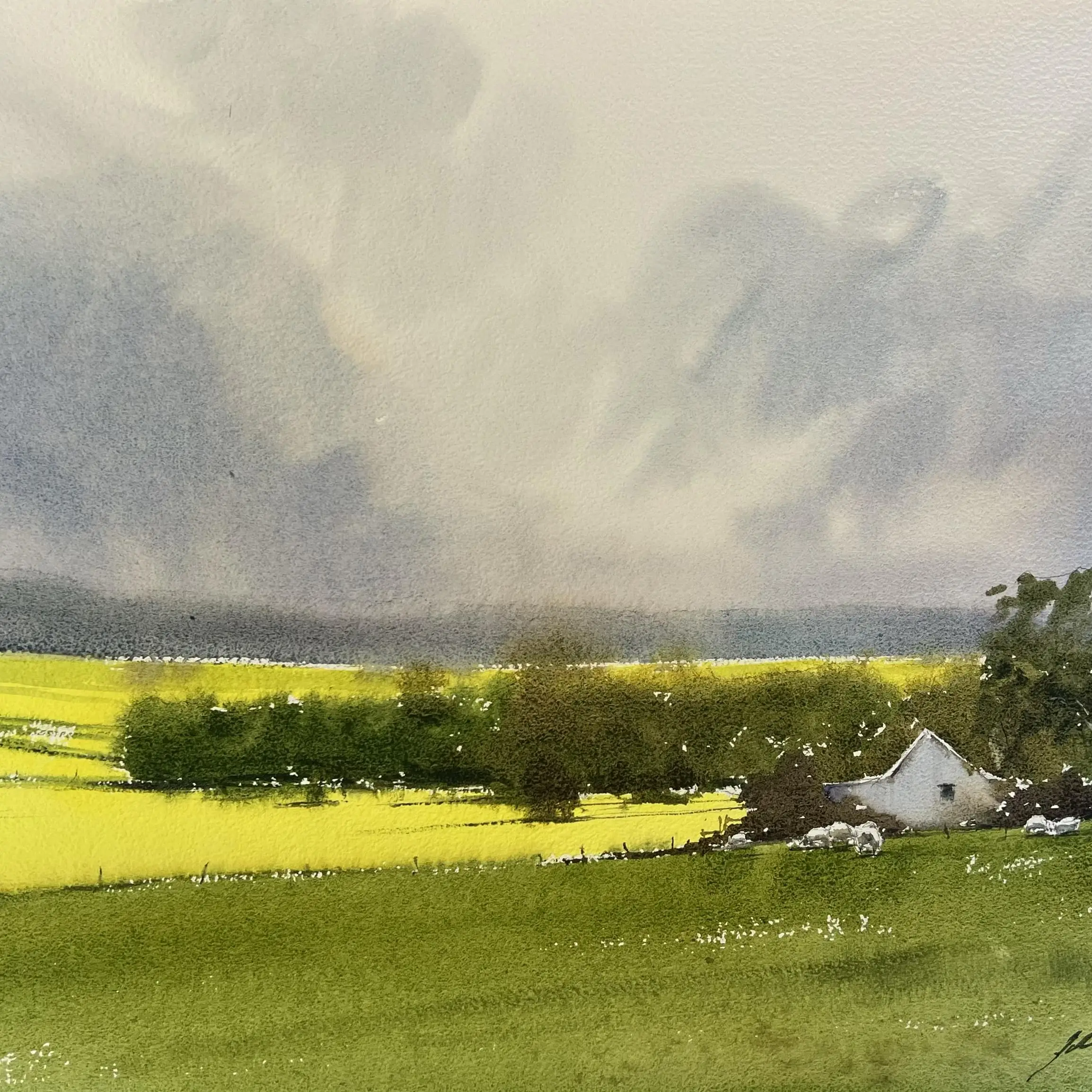fieldsofcanola